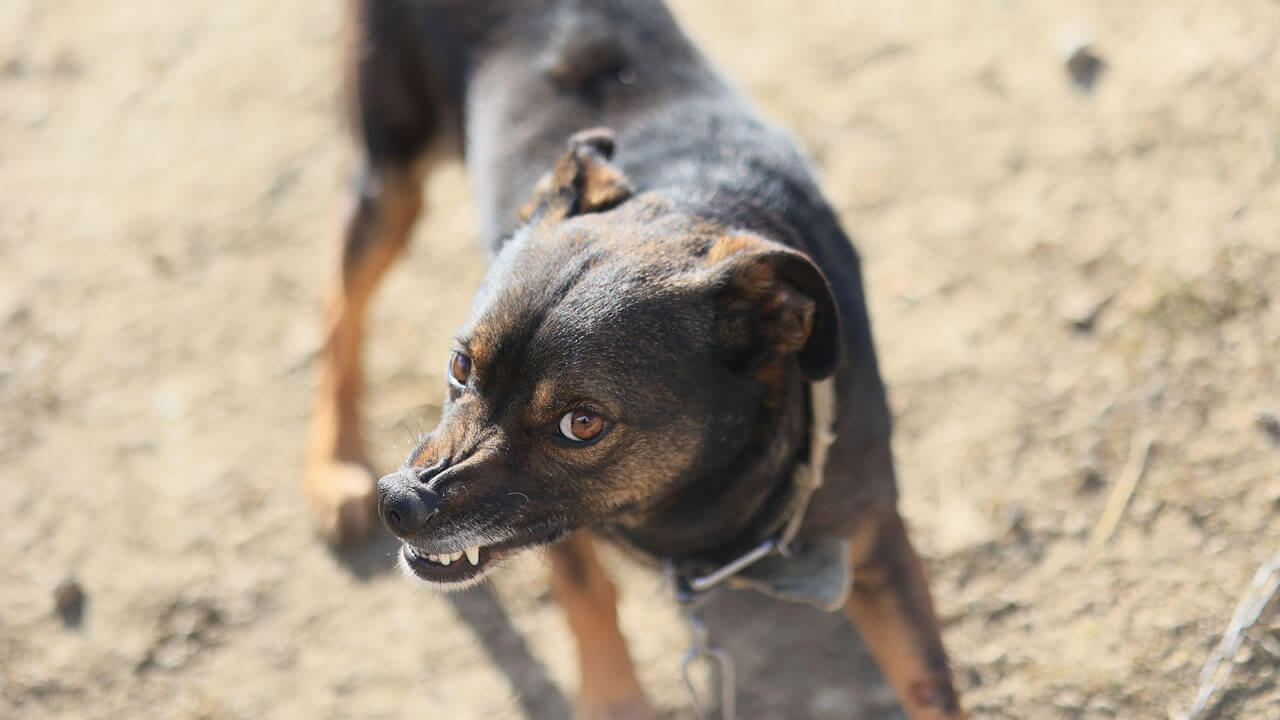 Qué hacer si te muerde un perro en Alabama